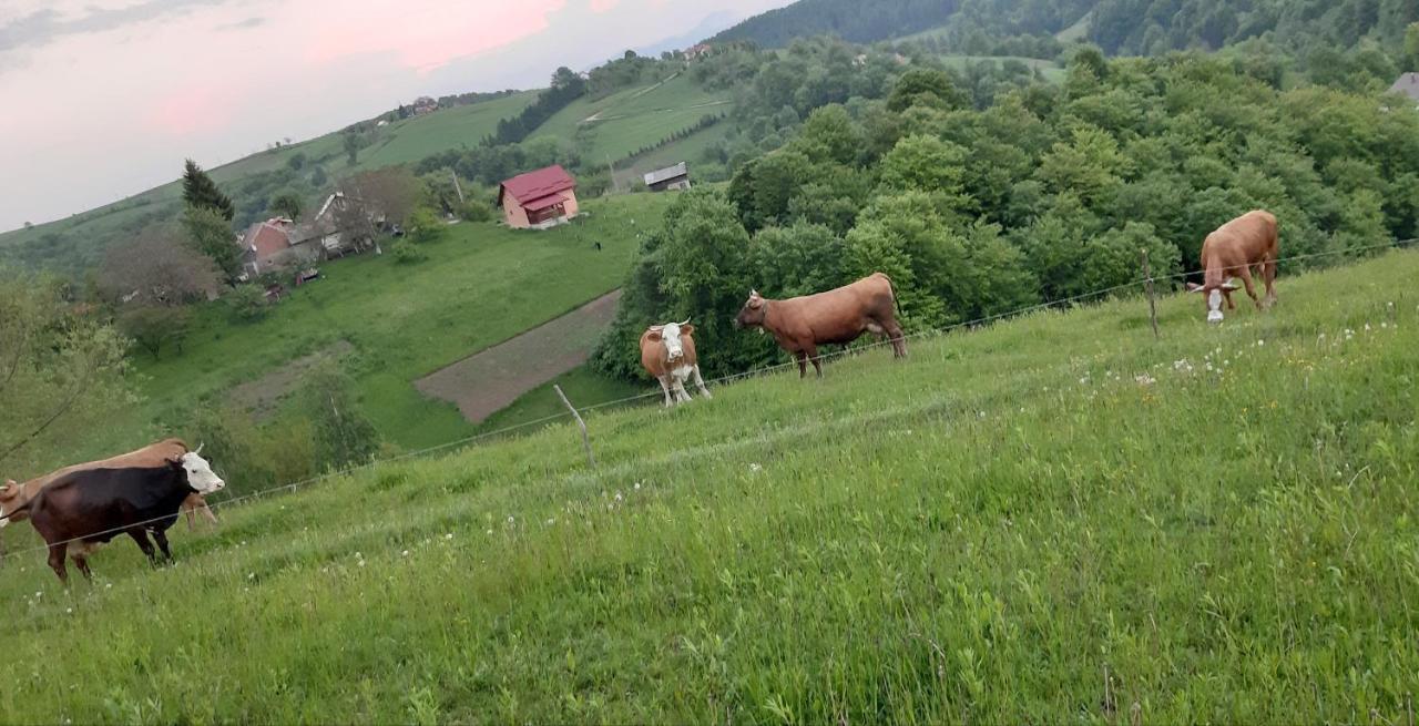 Casa Nicoladis Apartment Zărneşti Bagian luar foto